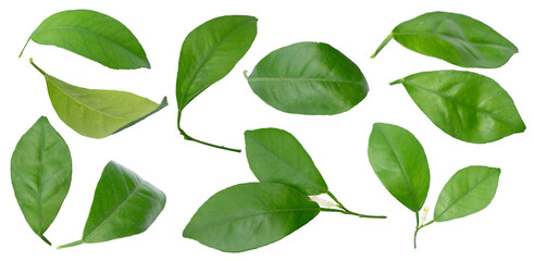 lemon green leaf isolated. Collection of orange tree leaves and branches. Citrus leaf, lemon, grapefruit, orange, lime, kumquat. Png transparency
