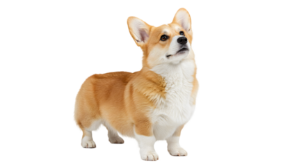 Adorable Pembroke Welsh Corgi Dog Breed Full Body Studio Shot of a Happy, Healthy Canine