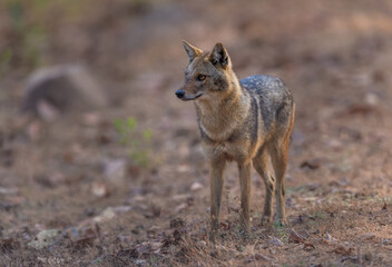 Alert Indian Jackal (Canis aureus indicus) looking up at birds in Pench National Park, India