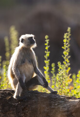 Gray langur (semnopithecus entellus) sitting on a tree in Pench National Park, India