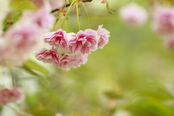 満開の八重桜