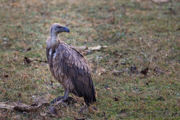 Indian vulture or long-billed vulture (Gyps indicus) in Pench National Park, India
