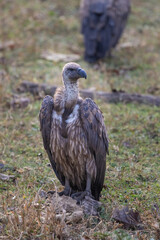 Indian vulture or long-billed vulture (Gyps indicus) in Pench National Park, India