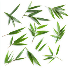 Obraz premium Collection of green bamboo leaves isolated on white background