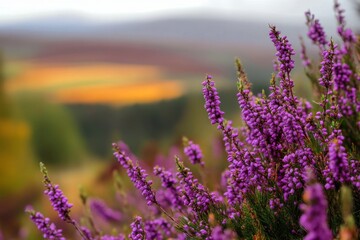 Obraz premium Vibrant purple heather blossoms against a backdrop of autumnal colors