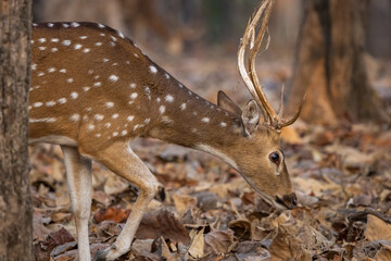 Fototapeta premium Buck or male spotted deer (Axis axis) walking through the forest in Pench National Park in India