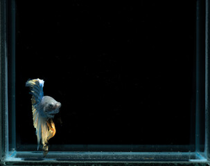 A stunning betta fish flaunts vivid blue and orange fins, gracefully swimming against a dark...