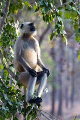 Gray langur (semnopithecus entellus) sitting in a tree in Pench National Park, India