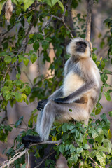 Gray langur (semnopithecus entellus) sitting in a tree in Pench National Park, India