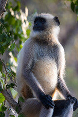 Gray langur (semnopithecus entellus) sitting in a tree in Pench National Park, India