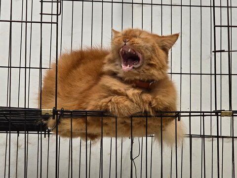 an orange cat who just woke up and is relaxing in his cage while waiting for breakfast