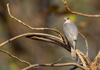 black-winged kite (Elanus caeruleus), also known as black-shouldered kite, with red eyes resting on a branch in Pench National Park, India