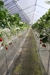 須金フルーツパーク、いちご狩り、グランピング、山口県