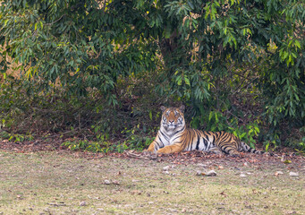 Bengal Tiger (Panthera tigris tigris) in the wild resting in the shade in the Pench  National Park...