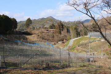須金フルーツパーク、いちご狩り、グランピング、山口県