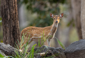 Cute baby or fawn spotted deer (Axis axis) alert for predators in Pench National Park in India