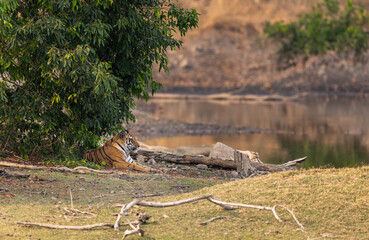Bengal Tiger (Panthera tigris tigris) in the wild resting in the shade in the Pench  National Park...