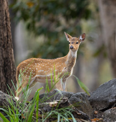 Cute baby or fawn spotted deer (Axis axis) alert for predators in Pench National Park in India