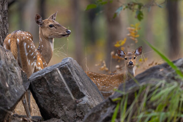 Cute baby or fawn spotted deer (Axis axis) with doe mother  in Kanha National Park in India