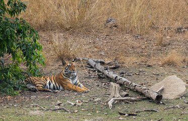 Bengal Tiger (Panthera tigris tigris) in the wild resting in the shade in the Pench  National Park...