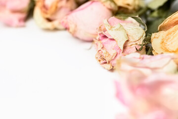 Bouquet of dried roses on white background. Aesthetics of vintage wilting with a hint of former luxury.