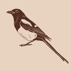 Magpie, bird. Hand drawn vector illustration