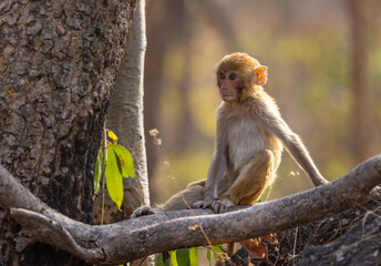 rhesus macaque (Macaca mulatta) sitting on a branch in Pench National Park