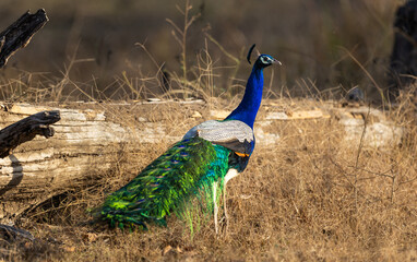 Colourful Indian peafowl (Pavo cristatus) peacock in the wild in the Pench National Park, India