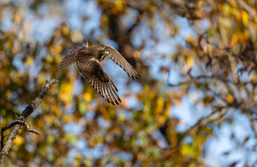 Shikra (Tachyspiza badia) or little banded goshawk bird of prey flying in Pench National Park, India