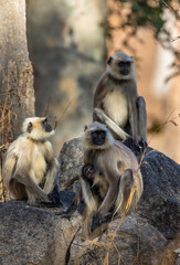 Mother, cute baby and family gray langur (semnopithecus entellus) in Pench National Park, India
