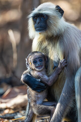 Mother and cute baby gray langur (semnopithecus entellus) in Pench National Park, India
