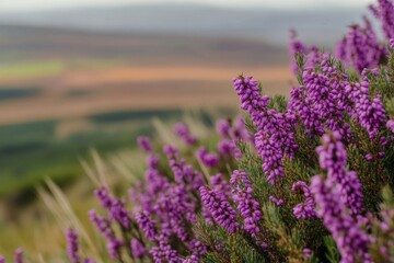 Obraz premium Purple heather blossoms, vibrant against a scenic backdrop