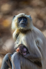 Mother and cute baby gray langur looking to sky in Pench National Park, India