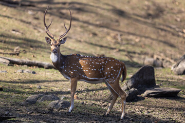 Buck or male spotted deer (Axis axis) in Pench National Park in India
