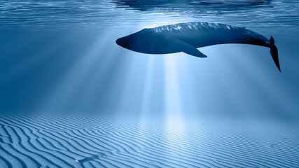 Silhouette of a blue whale swimming close on the dark water © muratart