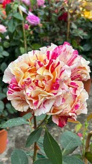 Beautiful roses Flowers texture 