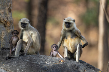 Two Mothers and super cute baby of gray langur (semnopithecus entellus) looking at us in Pench National Park, India