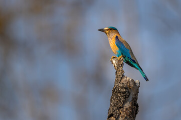 Stunning colourful Indian Roller (Coracias benghalensis) bird on a tree in  Pench National Park, India