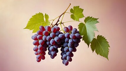 bunch of grapes