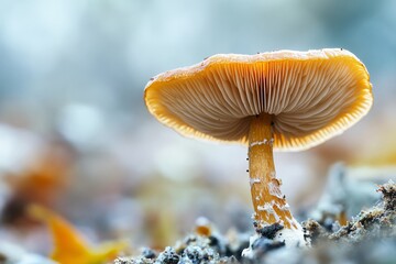 Close up View of a Single Delicate Orange Mushroom Growing in the Forest