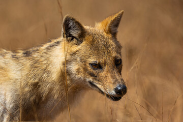 Face of an  Indian Jackal (Canis aureus indicus) in Pench National Park, India