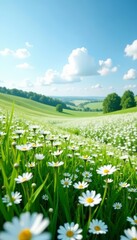 Fototapeta premium Panoramic view of endless white flowers in countryside, serene, peaceful