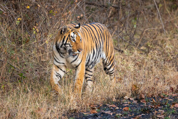 Beautiful Bengal Tiger (Panthera tigris tigris) in the wild approaching through grass lands in the...