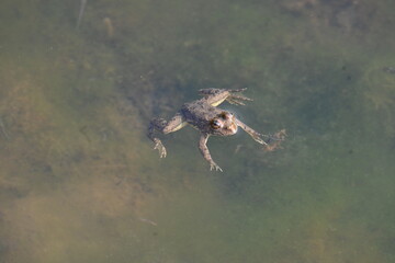 Frog swimming on water surface. Frog is an animal that lives both in water and on land. Amphibians animals. 