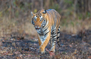 Beautiful Bengal Tiger (Panthera tigris tigris) in the wild approaching through grass lands in the Tadoba  National Park in India