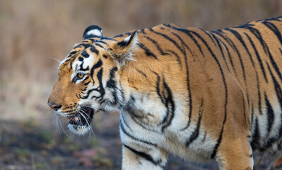Beautiful Bengal Tiger (Panthera tigris tigris) in the wild approaching through grass lands in the Tadoba  National Park in India