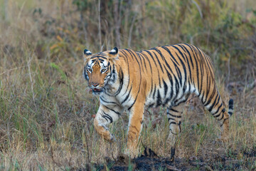 Beautiful Bengal Tiger (Panthera tigris tigris) in the wild approaching through grass lands in the Tadoba  National Park in India