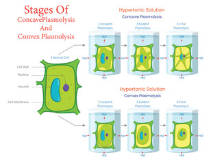Diagram of Concave and Convex Plasmolysis Stages in Plant Cells