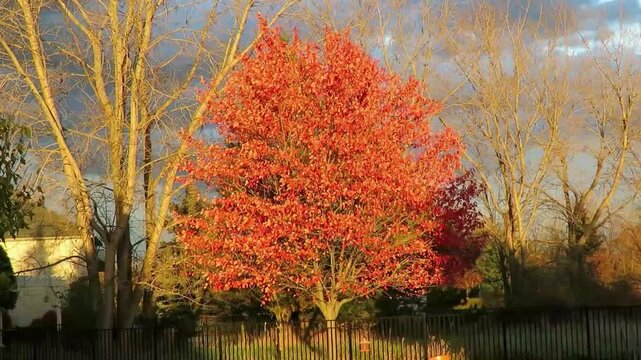 autumn landscape in my backyard