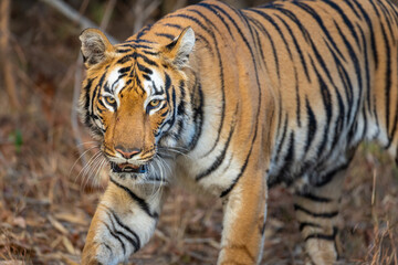 Portrait of beautiful Bengal Tiger (Panthera tigris tigris) in the wild approaching through grass lands in the Tadoba  National Park in India